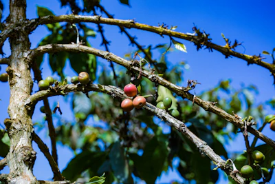 Close-up of ripe coffee cherries hanging on a branch with palm trees and a bright blue sky in the background