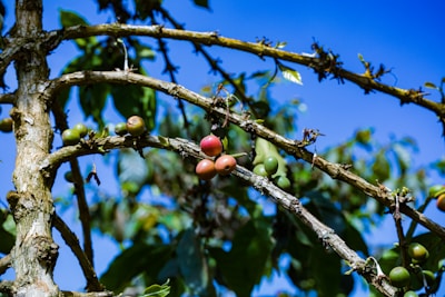 Branches of a tree bearing clusters of coffee cherries in various stages of ripeness, from green to red. The background features a clear blue sky and blurred green foliage, adding a vibrant natural setting.