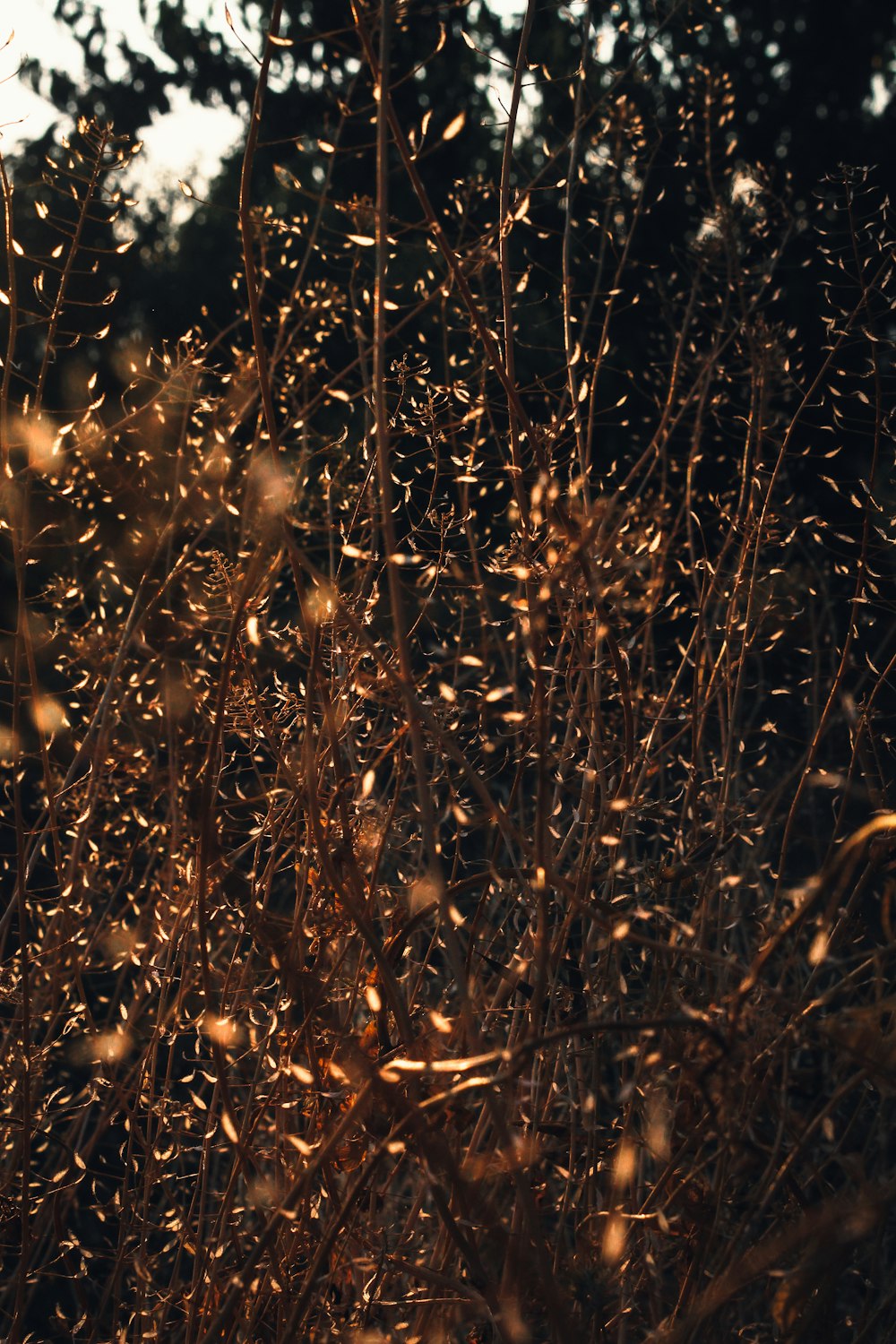 a close up of a bunch of plants in a field