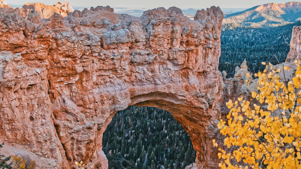 a large rock arch in the middle of a forest