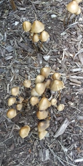A cluster of small, brown mushrooms growing from a mulch-covered ground. The mushrooms have conical caps and slender stems, some of which appear slightly darker or with minor blemishes. The surrounding area is composed of wood chips and fibrous material.