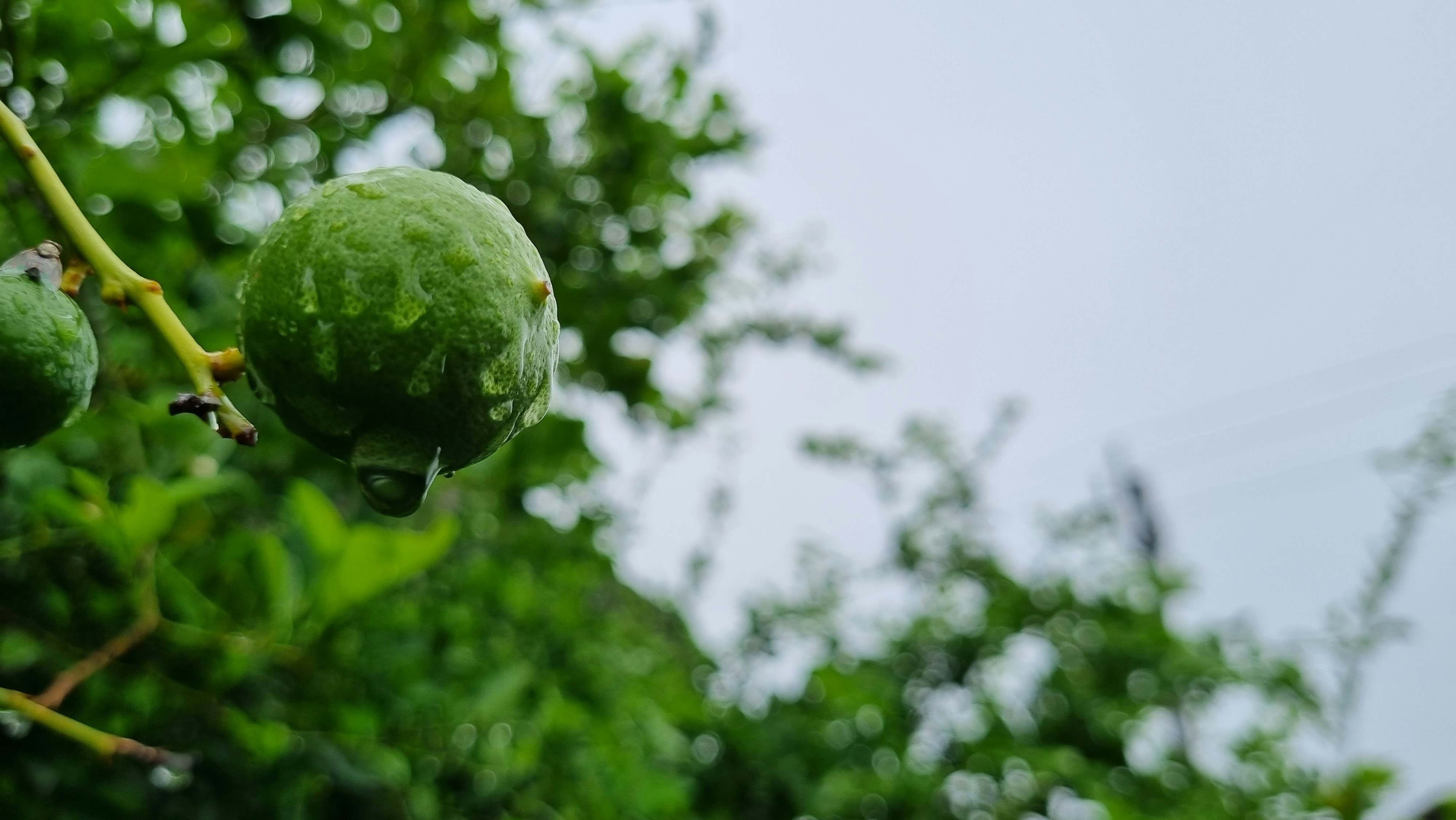 a close up of some fruit on a tree