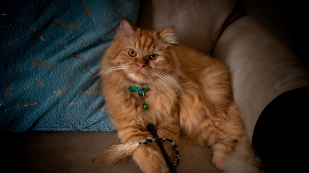 A fluffy cat wearing a glittering collar, lounging gracefully on a velvet cushion.