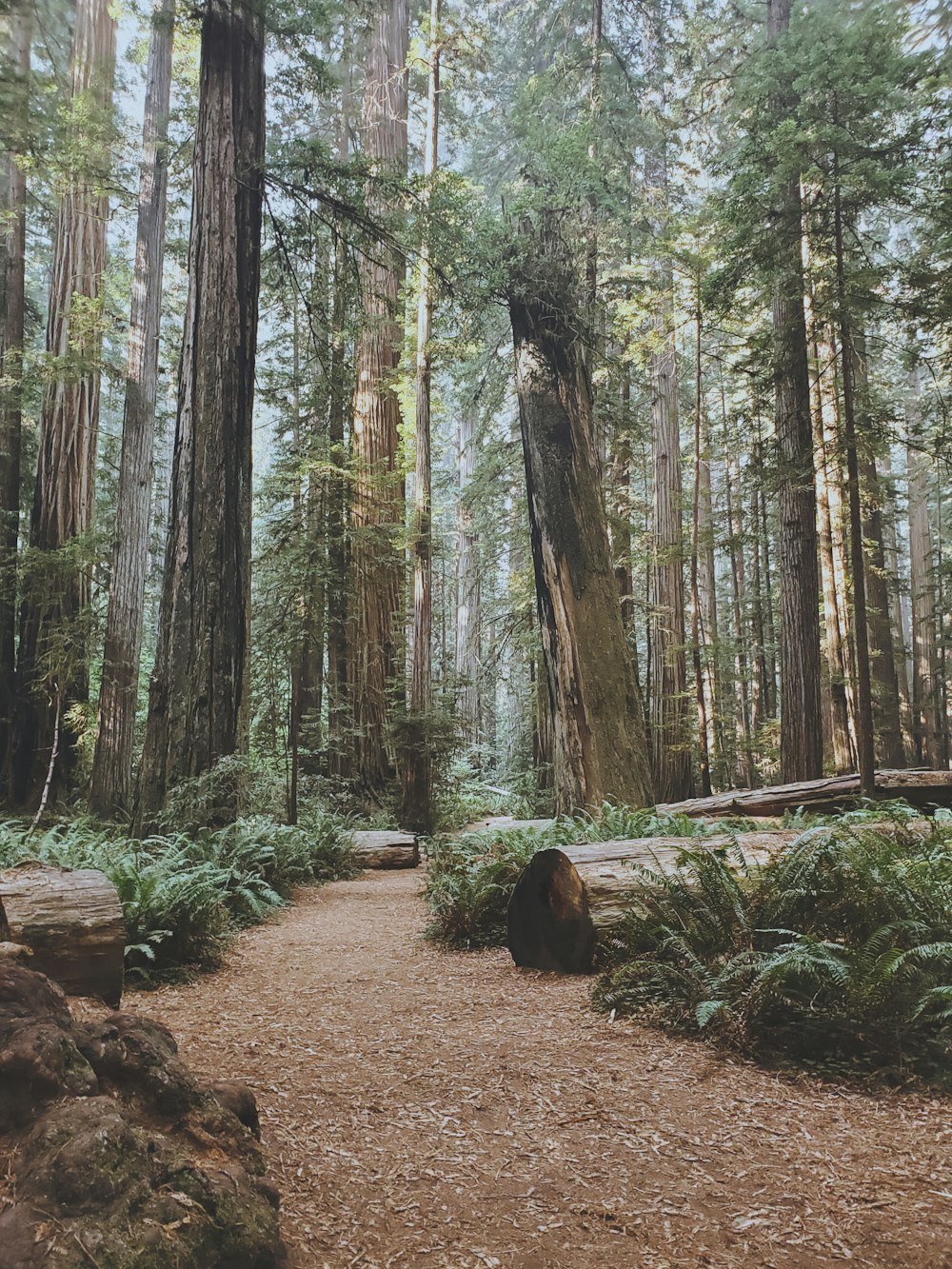 a path in the middle of a forest surrounded by tall trees