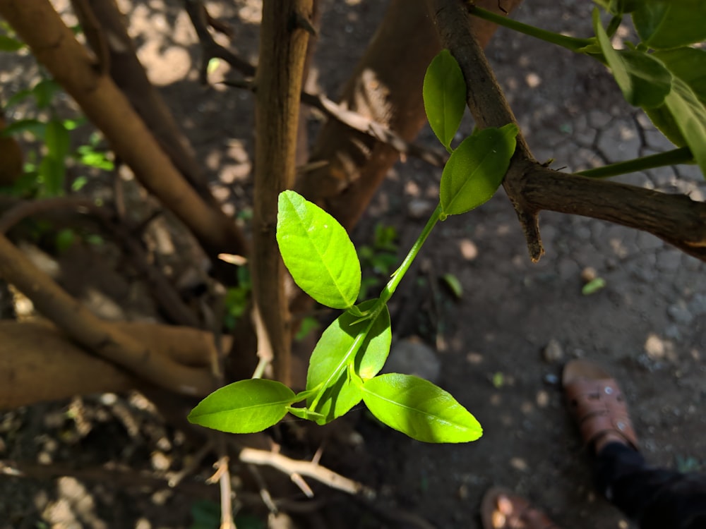 a plant with green leaves on a tree branch