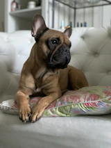 A cozy scene of a Frenchie lounging on a vibrant, patterned cushion.