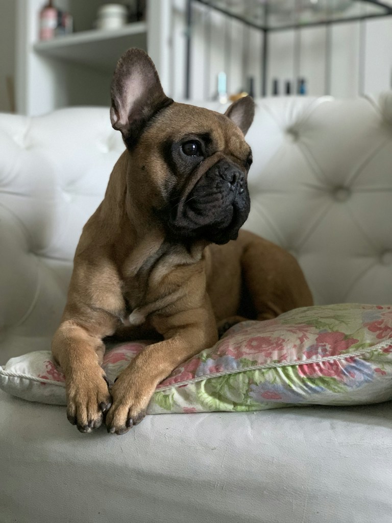 French Bulldog Puppies