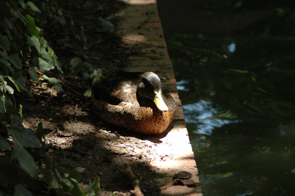 a duck that is laying down on the ground