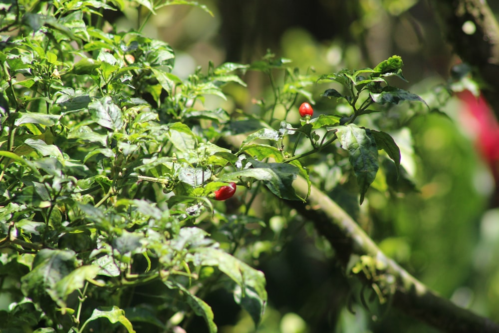 un buisson avec des baies rouges qui poussent dessus