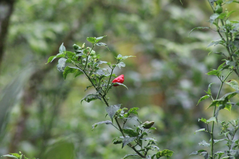a red bird sitting on top of a green plant