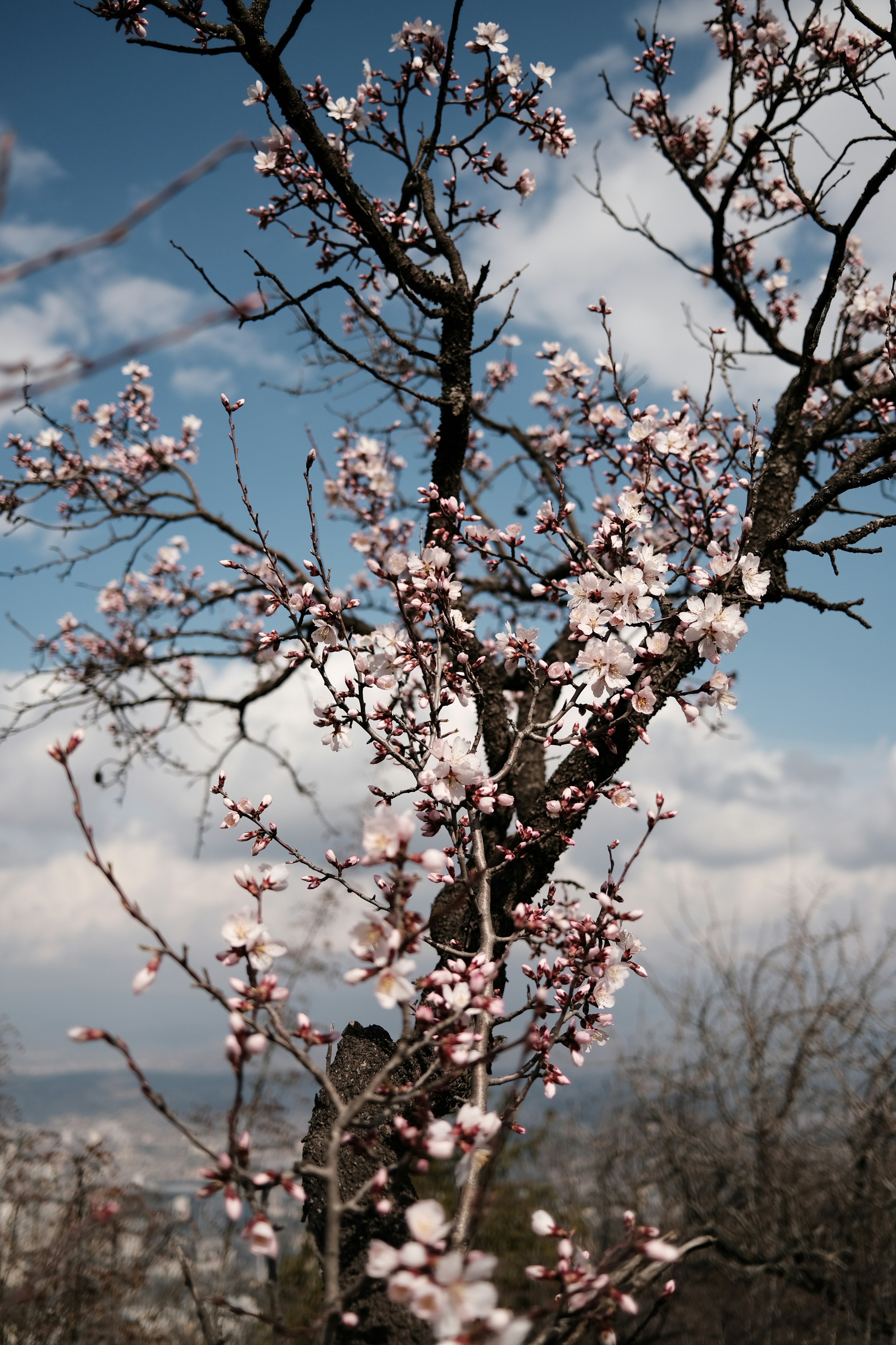 a tree with a bunch of flowers on it