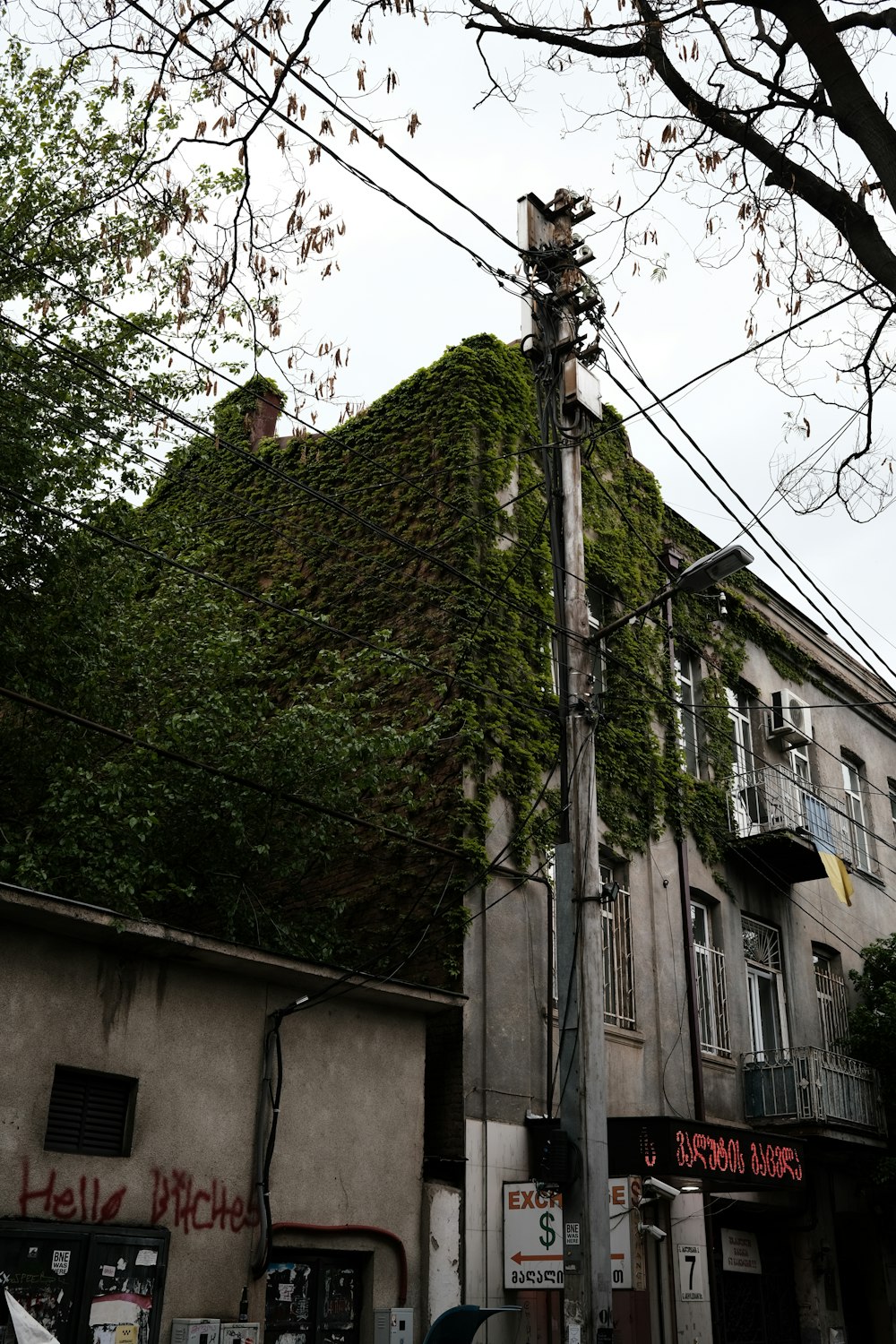 un alto edificio coperto di rampicanti accanto a un albero