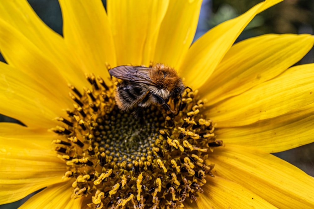 a bee is sitting on a sunflower