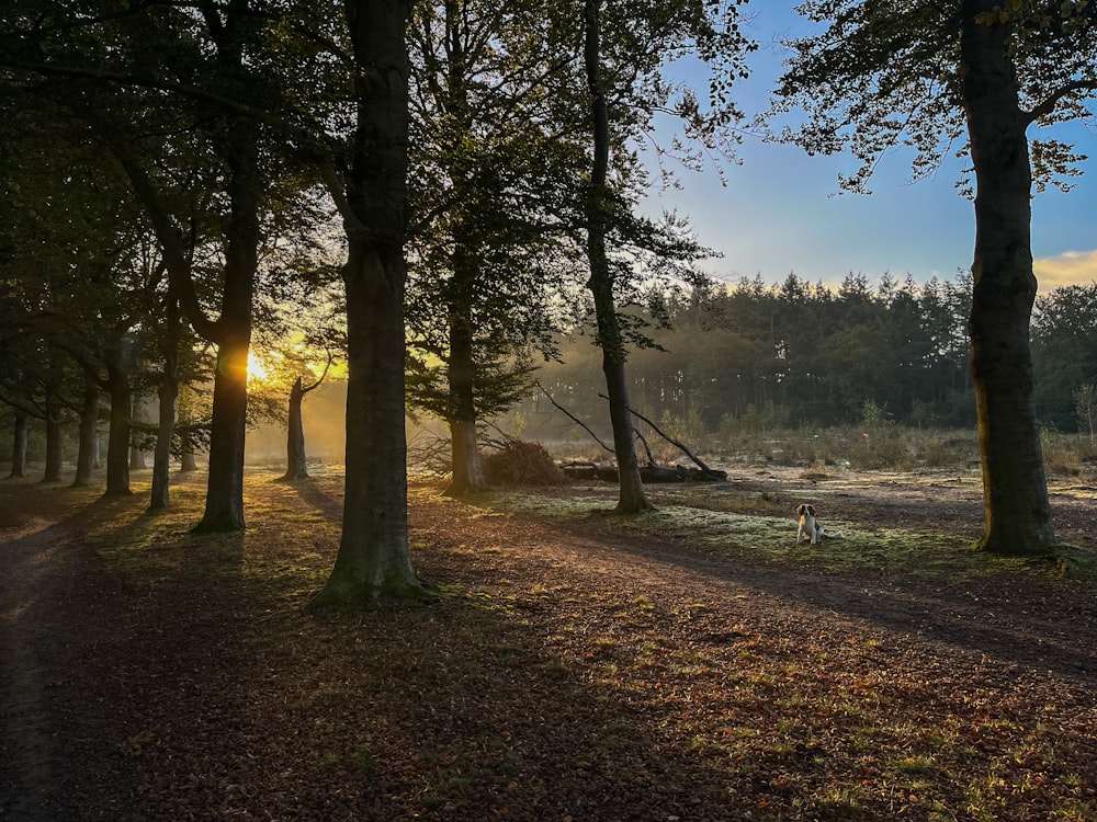 the sun is shining through the trees in the forest