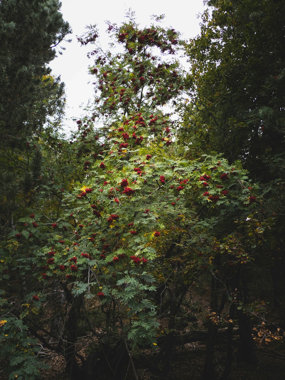 a tree filled with lots of red fruit
