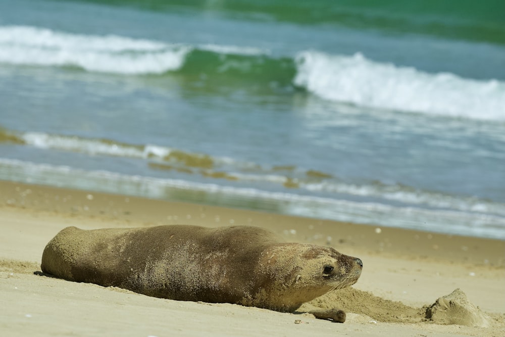 a sea lion laying on a beach next to the ocean