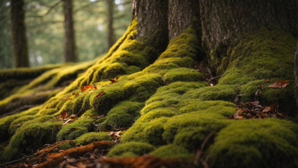 moss growing on the side of a tree in a forest