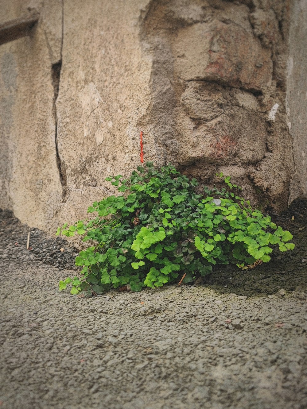 a plant growing out of the ground next to a stone wall