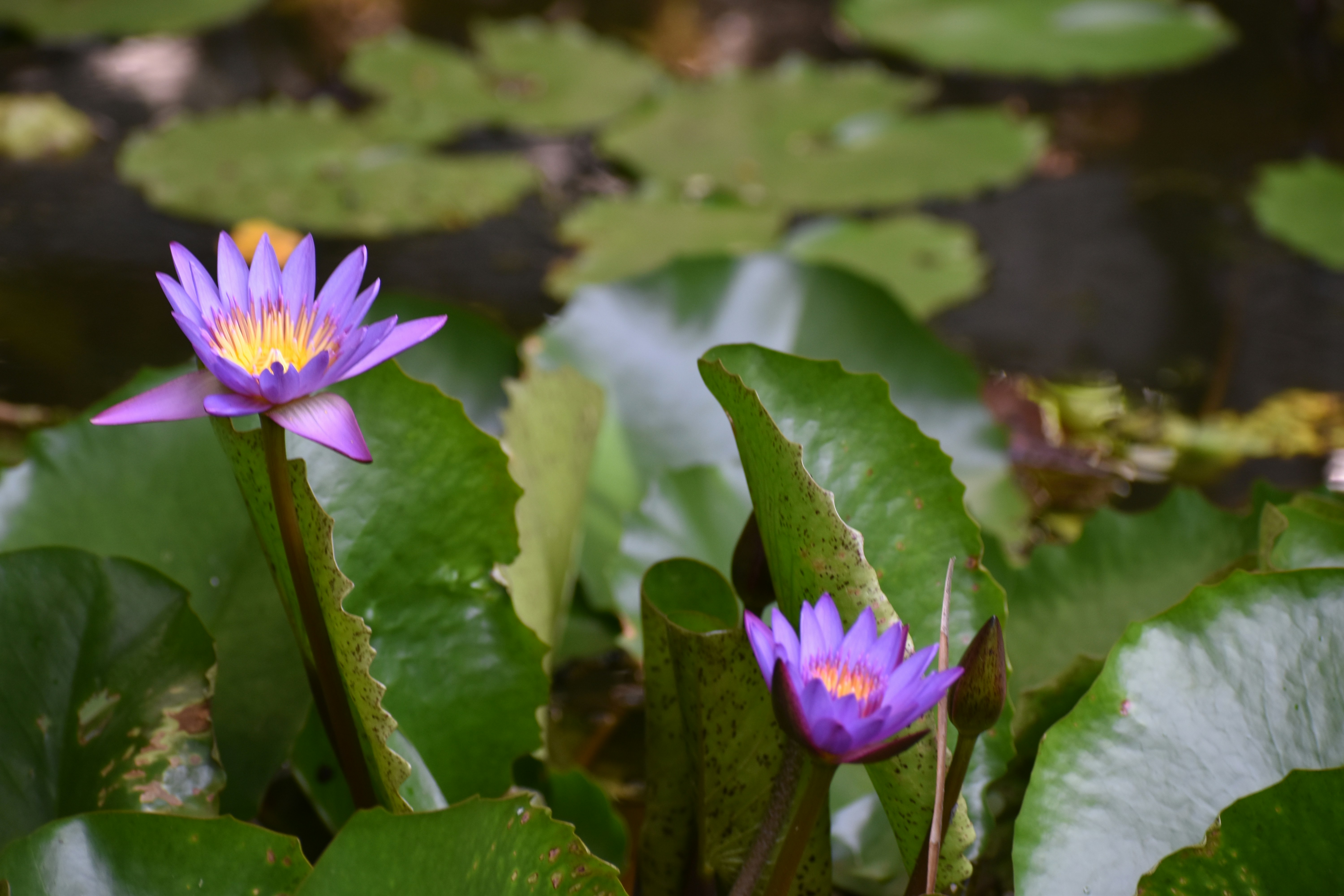 Photo by snuskeerlend