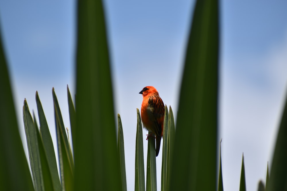 a small bird perched on top of a green plant