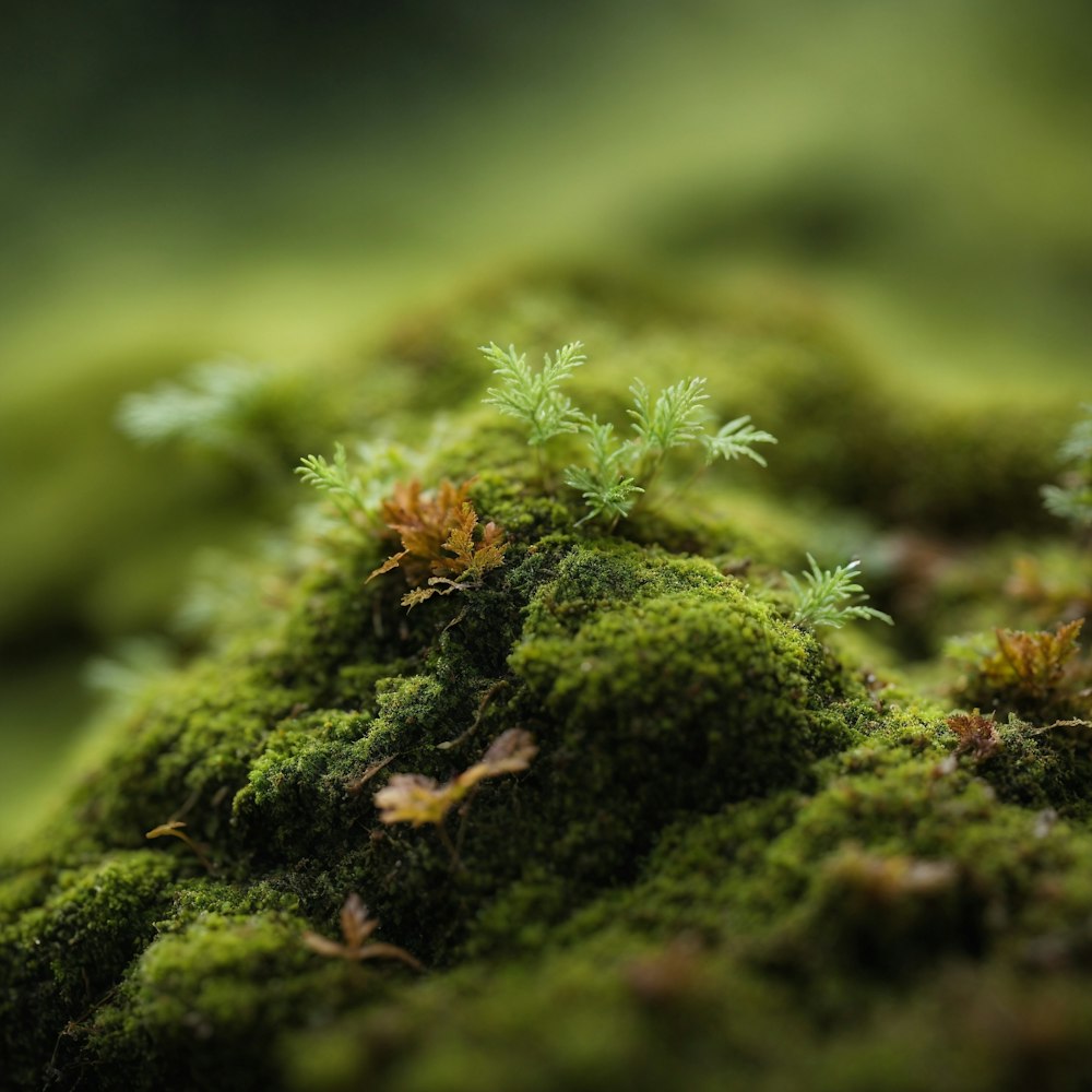 a close up of a moss covered rock