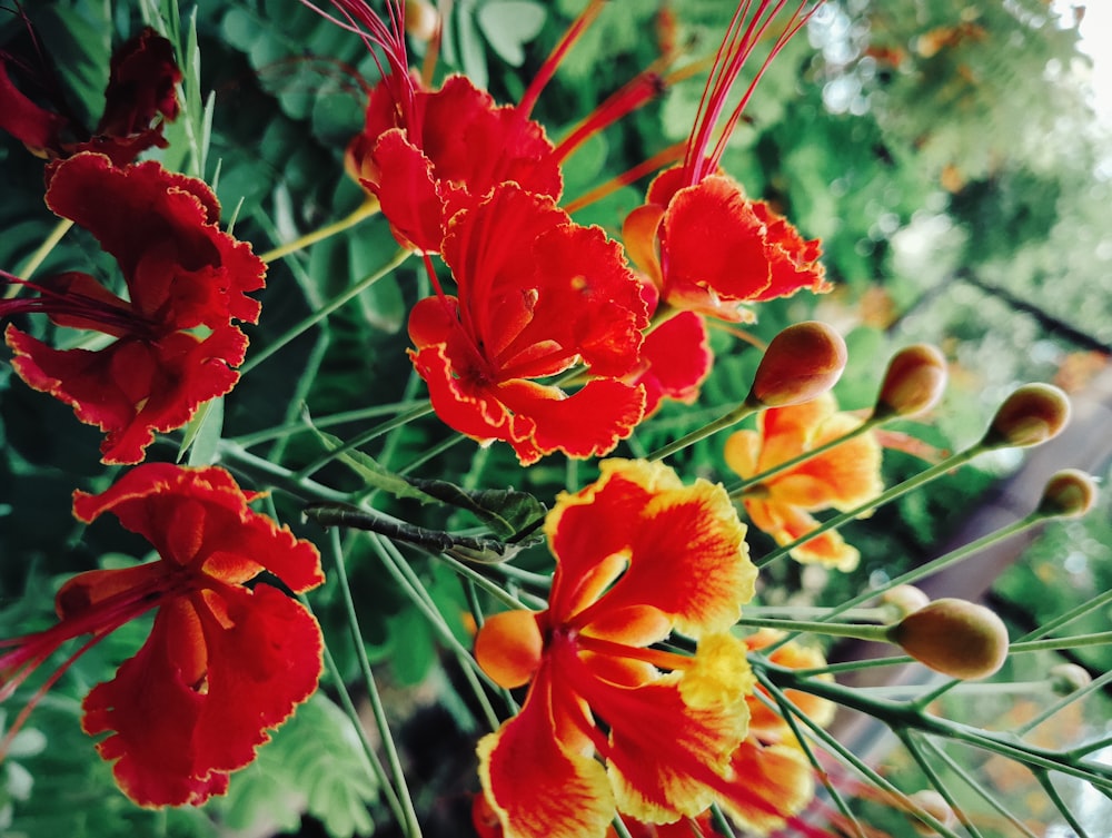 a bunch of red and yellow flowers in a vase