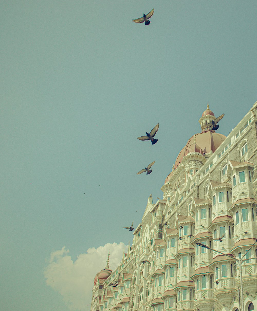a flock of birds flying in front of a building