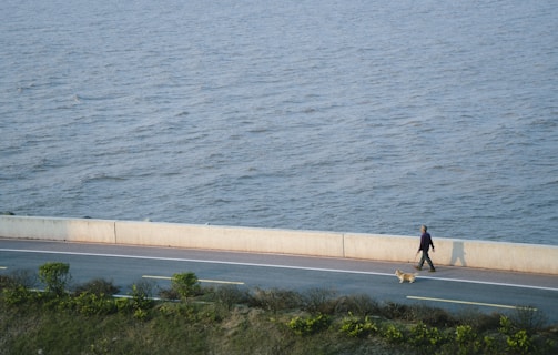 A dog and owner enjoying a peaceful walk together.