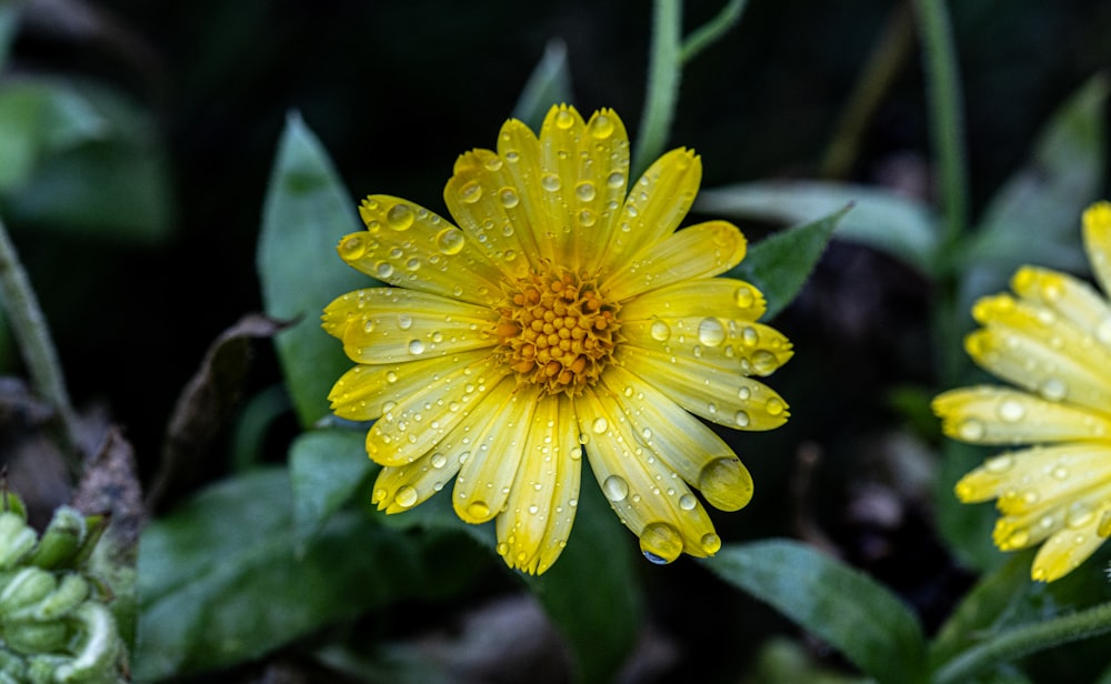 a yellow flower with drops of water on it