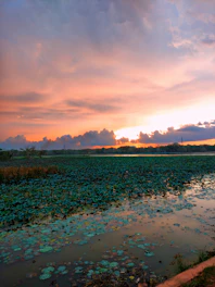A serene water lily pond at sunset in Rogil, Algarve, showcasing vibrant aquatic plants.
