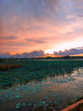 Sunset over a serene lake with lily pads and a silhouette of a frog on a rock.