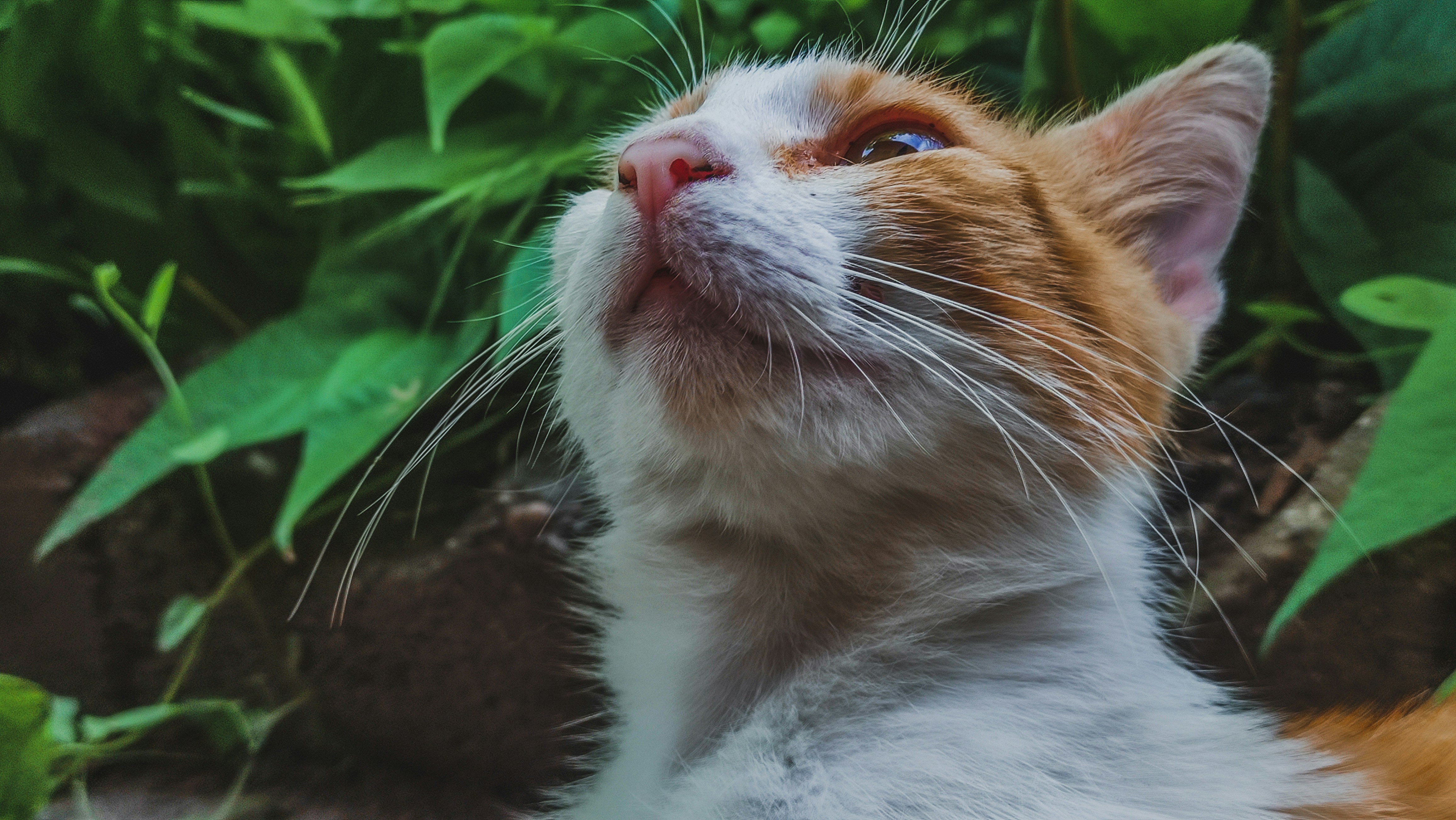 A close up of a cat looking up into the sky photo – Free Portrait Image ...