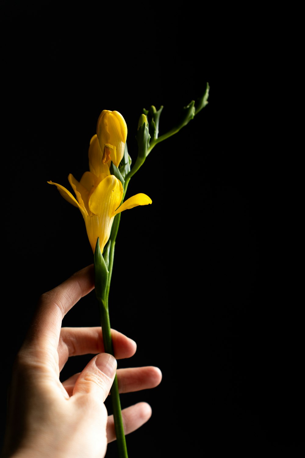 a person holding a yellow flower in their hand