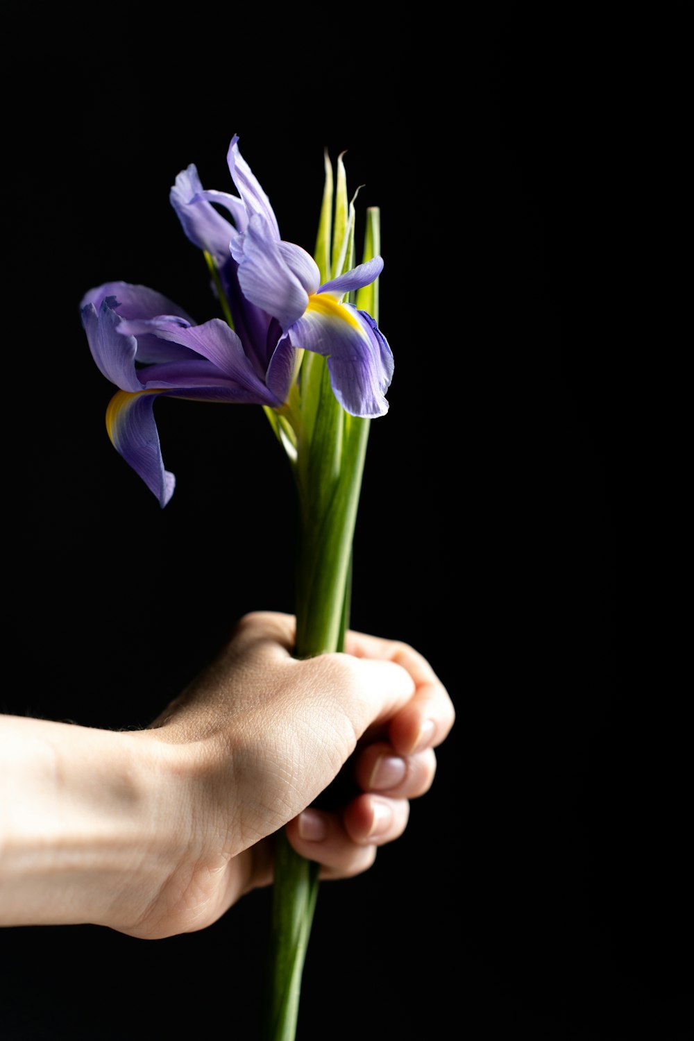 a person holding a purple flower in their hand