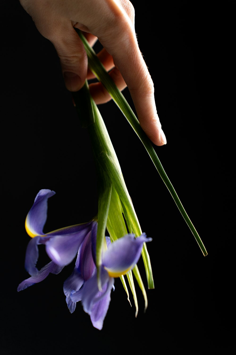a person is holding a bunch of purple flowers
