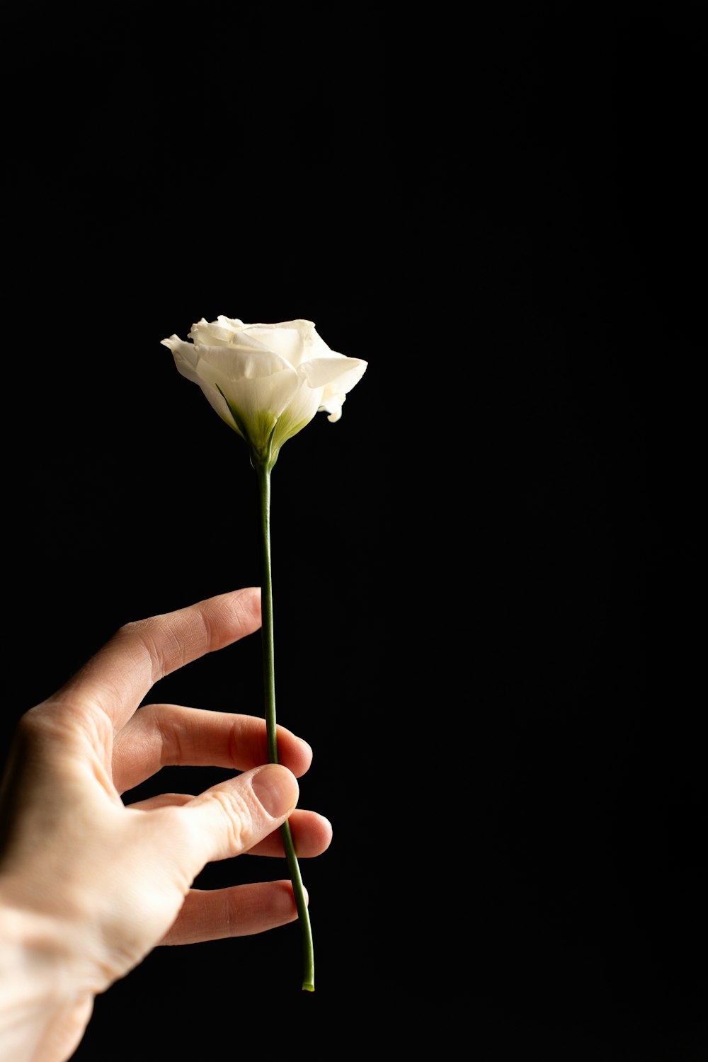 a person holding a white rose in their hand