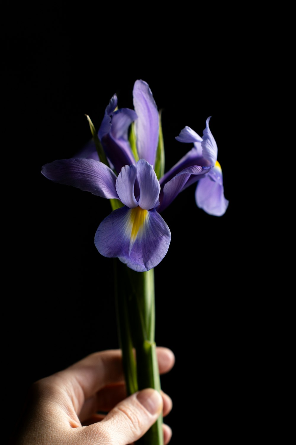 a person holding a purple flower in their hand