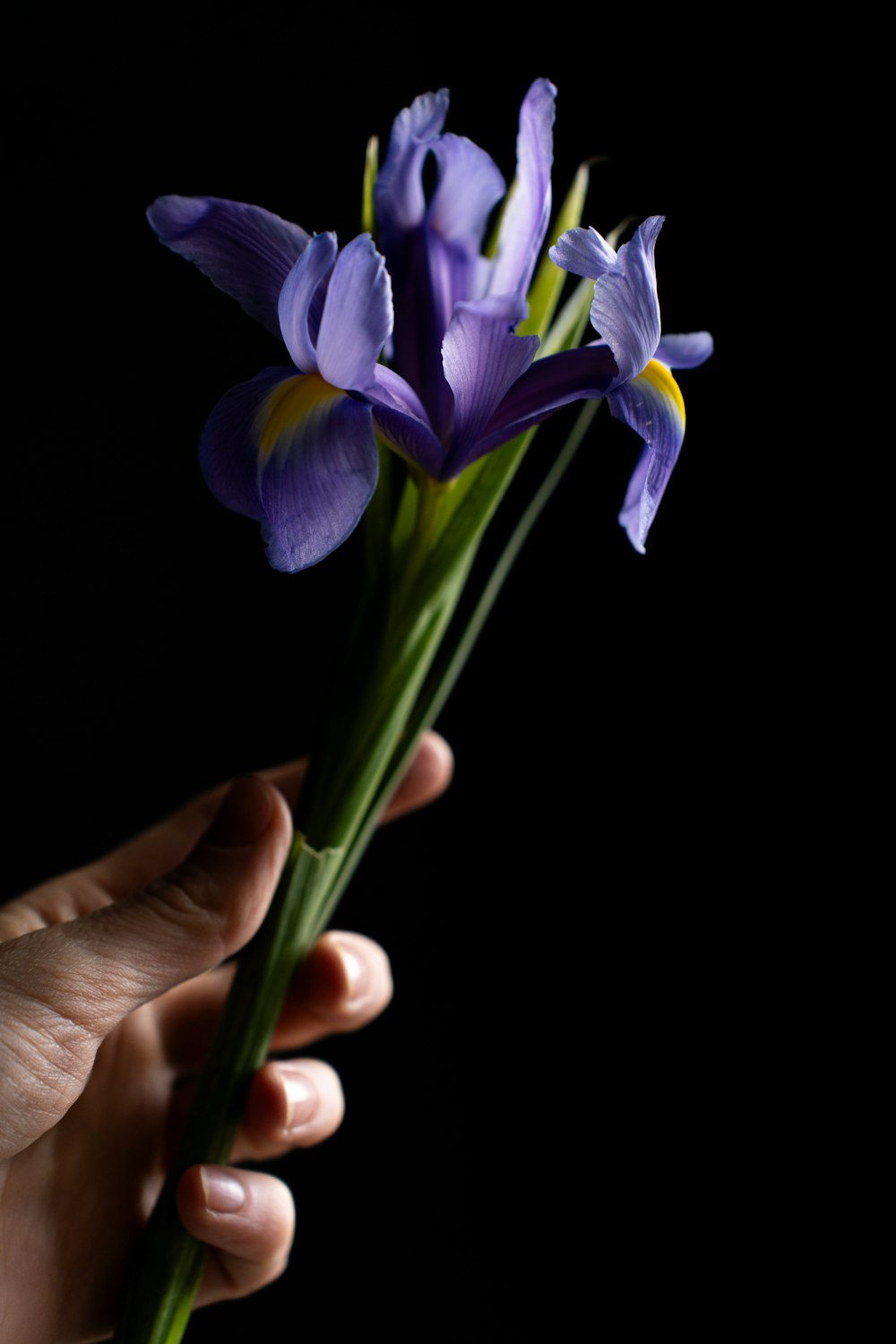 a person holding a purple flower in their hand