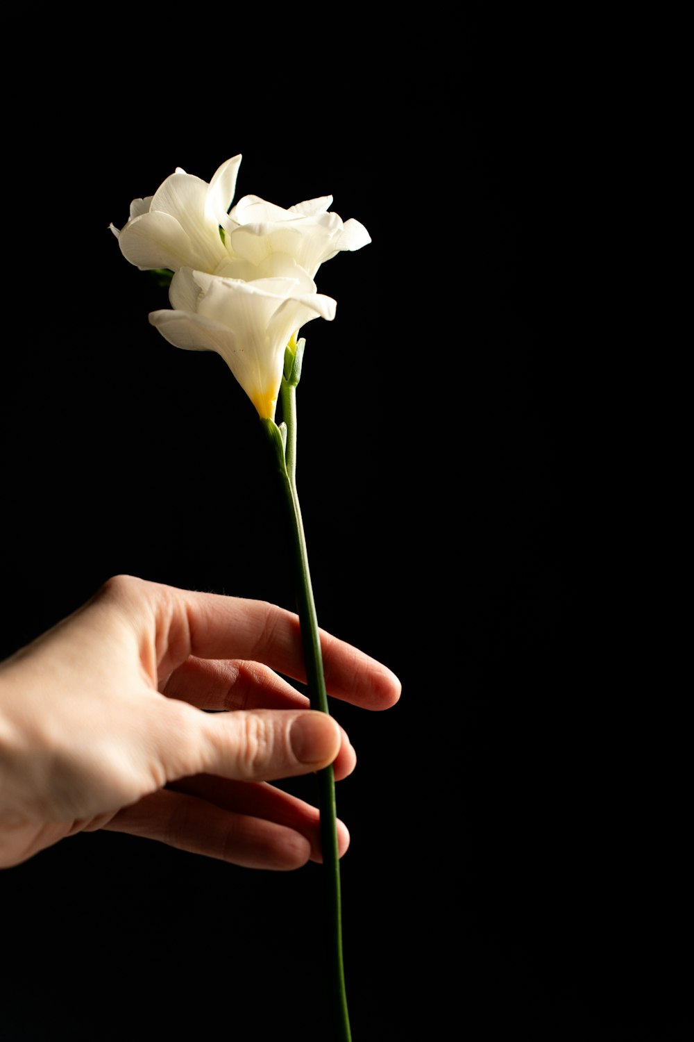 a person holding a white flower in their hand