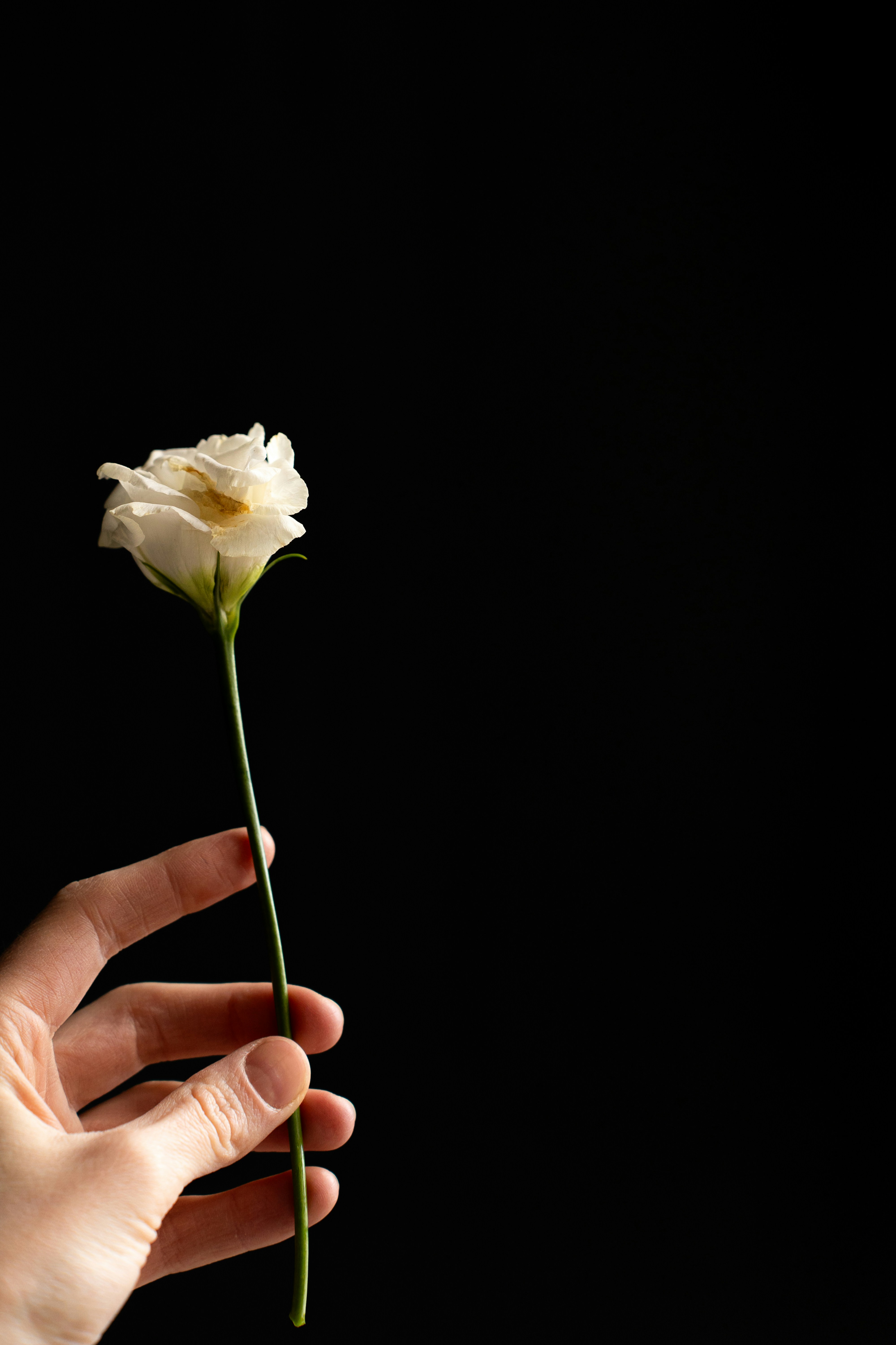 a person holding a white flower in their hand