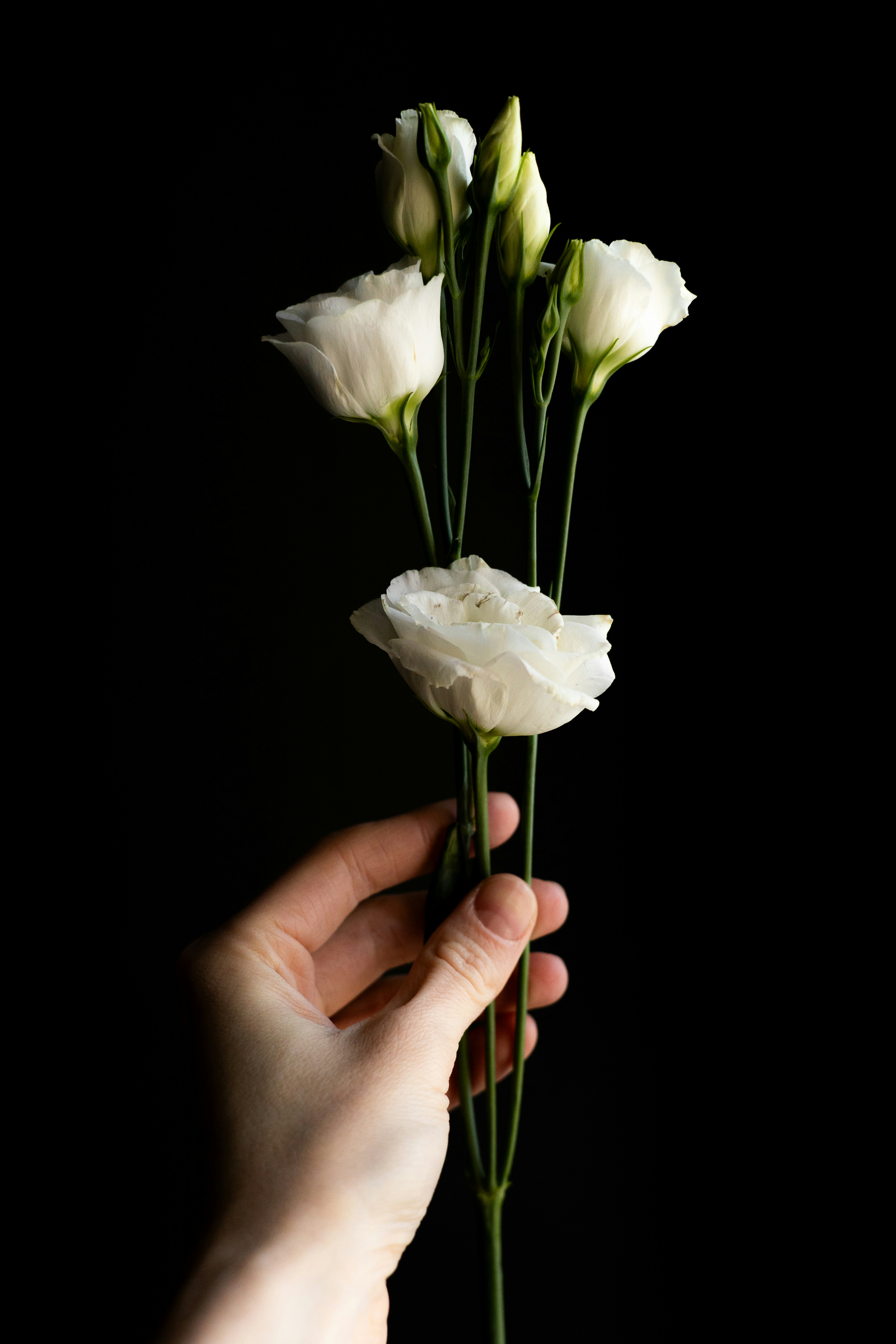 a hand holding a bunch of white flowers