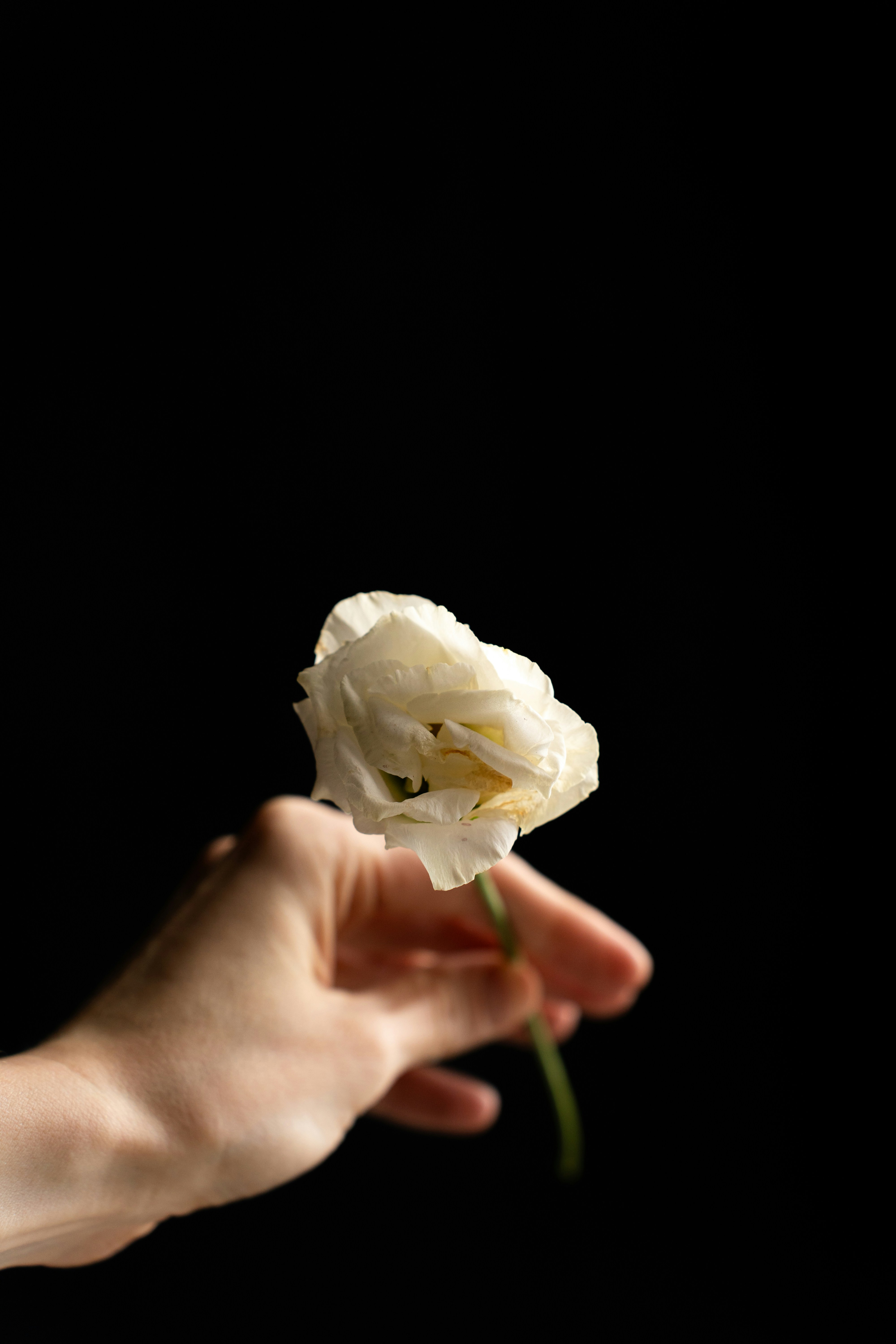a person holding a white flower in their hand