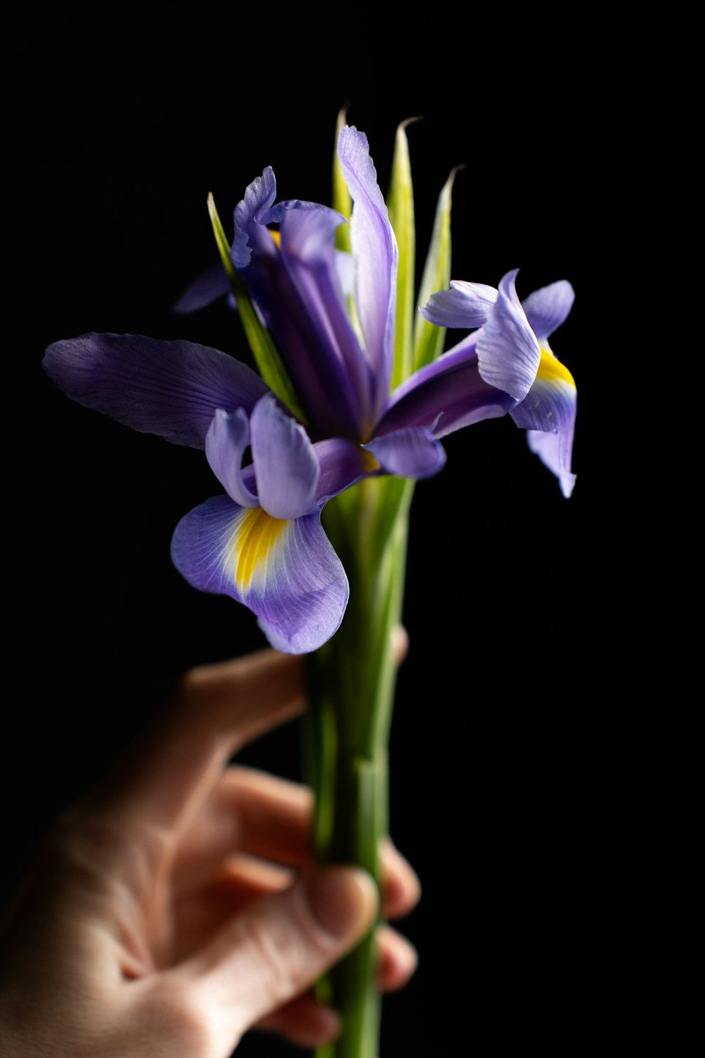 a person holding a purple flower in their hand