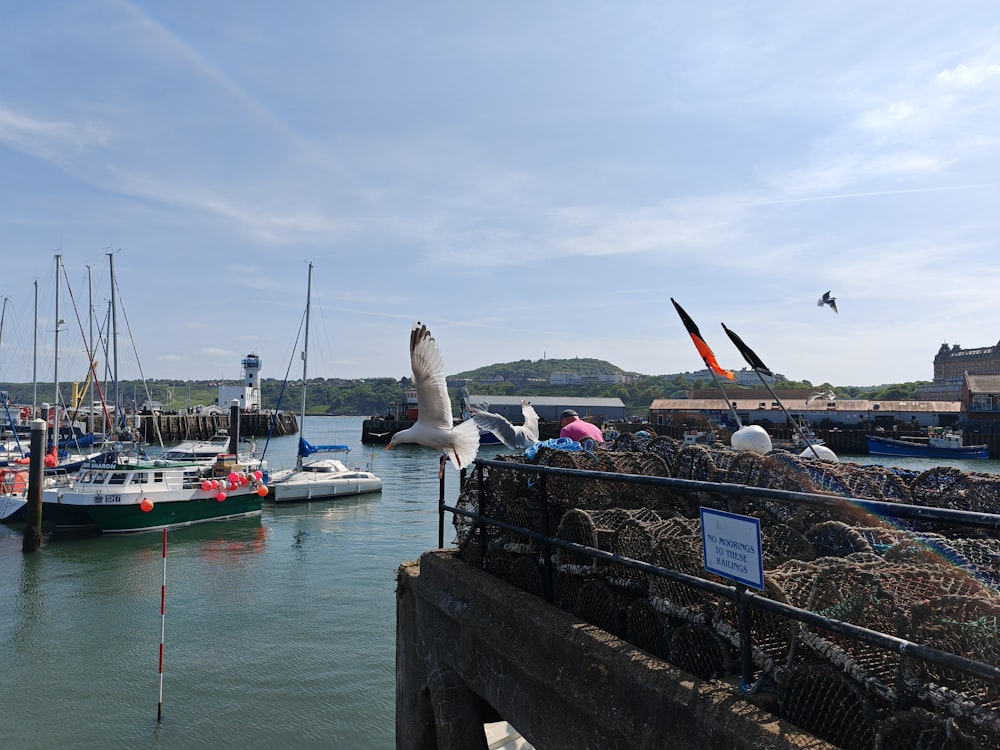 a seagull sitting on a fence next to a harbor filled with boats