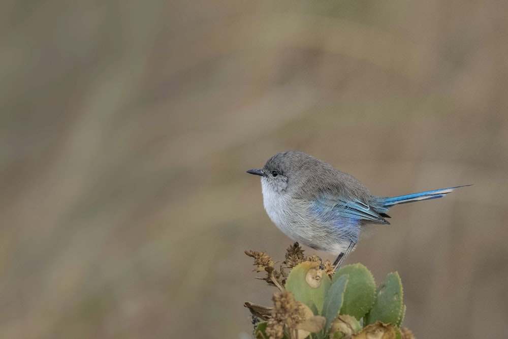 a small bird sitting on top of a plant