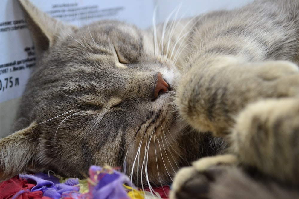 a cat sleeping on top of a colorful blanket