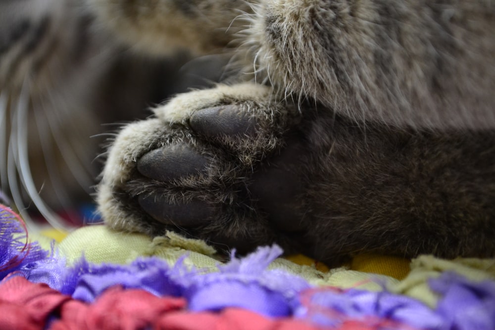 a close up of a cat's paw on a blanket