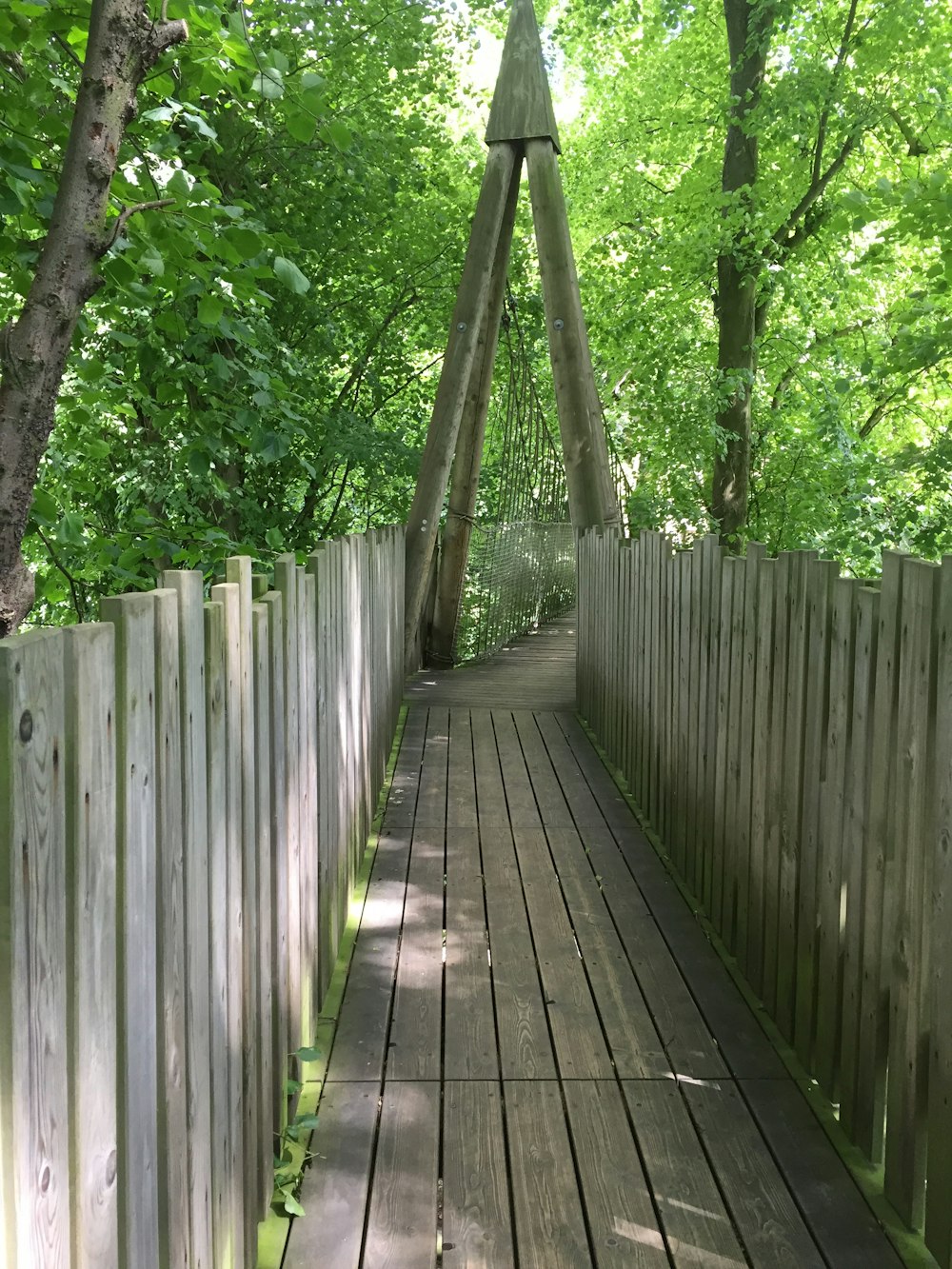 a wooden walkway in the middle of a forest