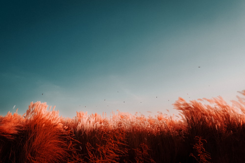 a field of tall red grass under a blue sky