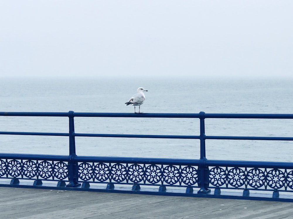 a seagull sitting on a railing near the ocean